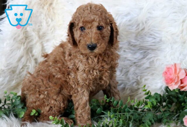 Theo Mini Poodle image