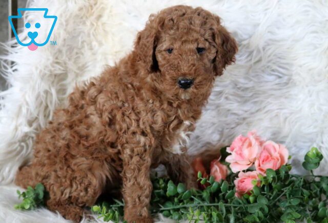 Tike Mini Poodle image