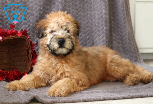 Trucker Wheaten Terrier Retake image