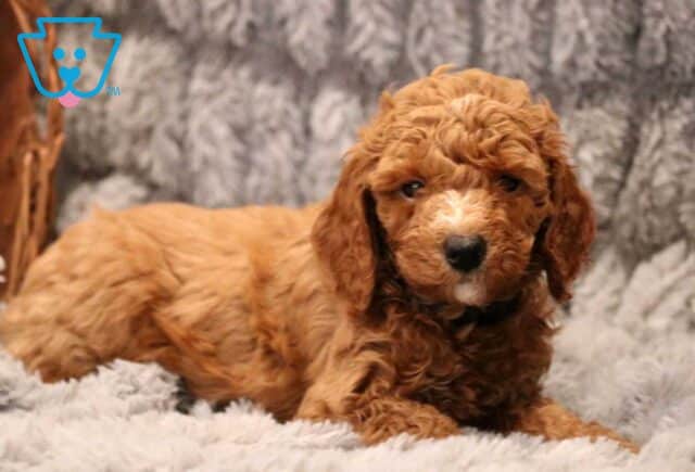 Tucker Mini Goldendoodle image