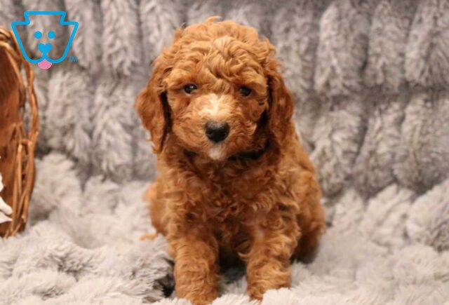 Tucker Mini Goldendoodle2 image