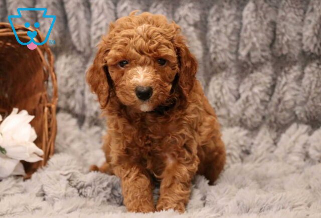 Tucker Mini Goldendoodle3 image