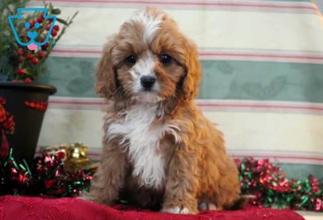Tyler Cavapoo image