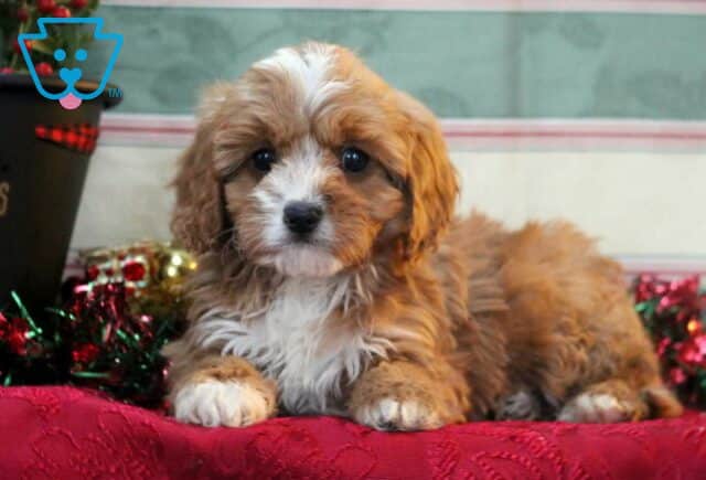 Tyler Cavapoo2 image