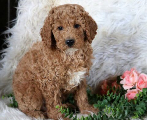 Tyler Mini Poodle