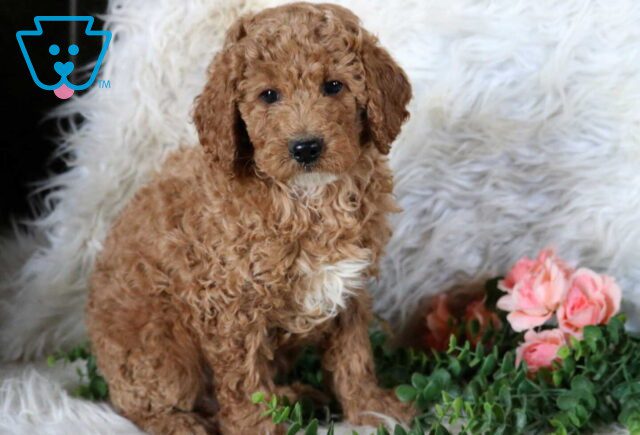 Tyler Mini Poodle image