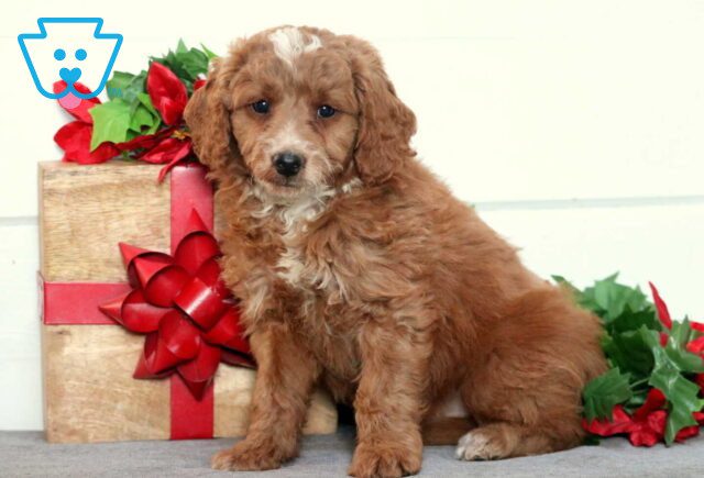 Wes Mini Goldendoodle image