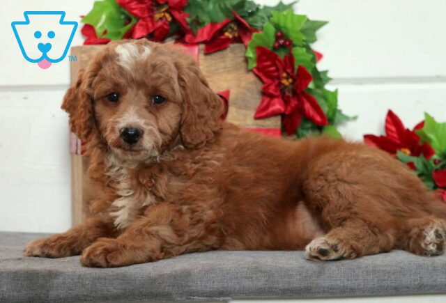 Wes Mini Goldendoodle2 image