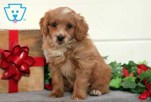 Willy Mini Goldendoodle image