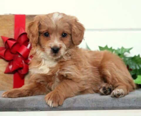Willy Mini Goldendoodle2