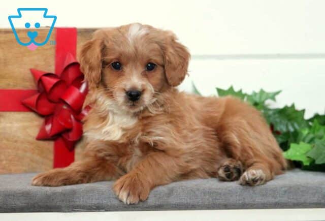 Willy Mini Goldendoodle2 image