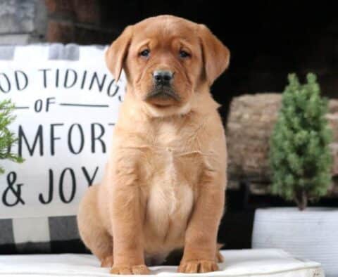 Winnie Fox Red Lab2