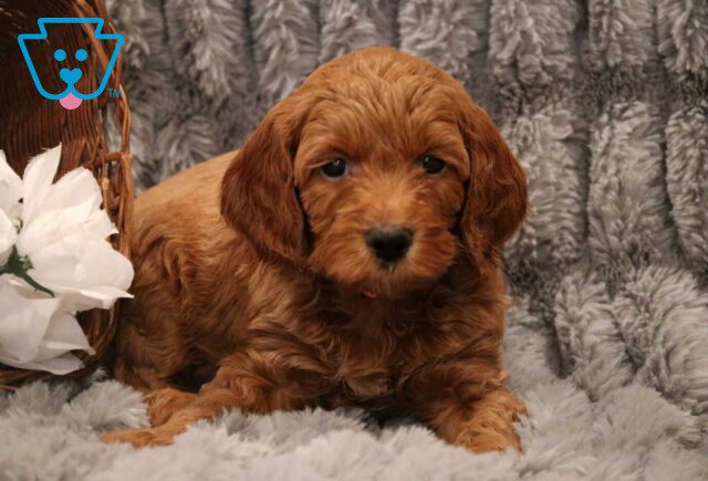 Winston Mini Goldendoodle image