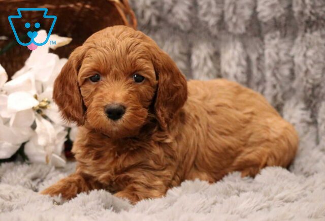 Winston Mini Goldendoodle2 image