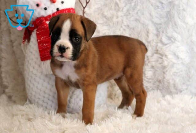 Winter Boxer image
