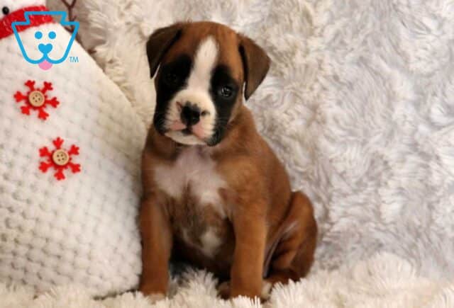Winter Boxer2 image