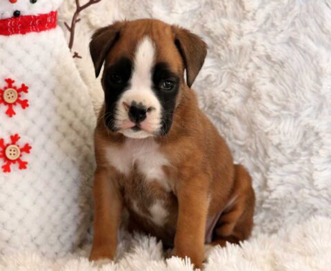 Winter Boxer3