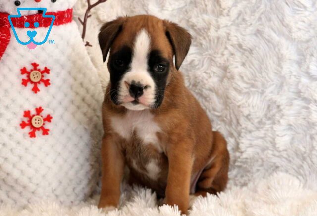 Winter Boxer3 image