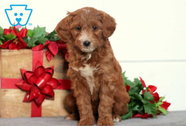 Winter Mini Goldendoodle image