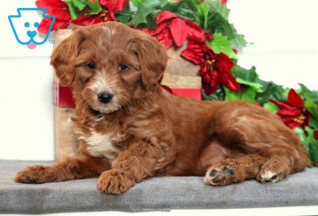 Winter Mini Goldendoodle2 image