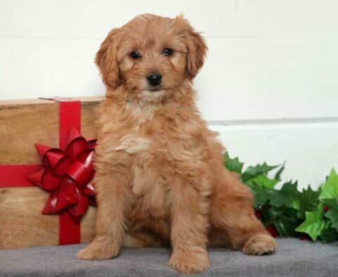 Wish Mini Goldendoodle