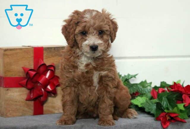 Wonka Mini Goldendoodle image