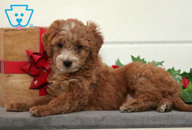 Wonka Mini Goldendoodle2 image