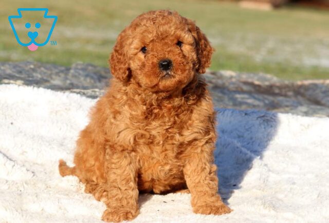 Zaina Mini Goldendoodle image