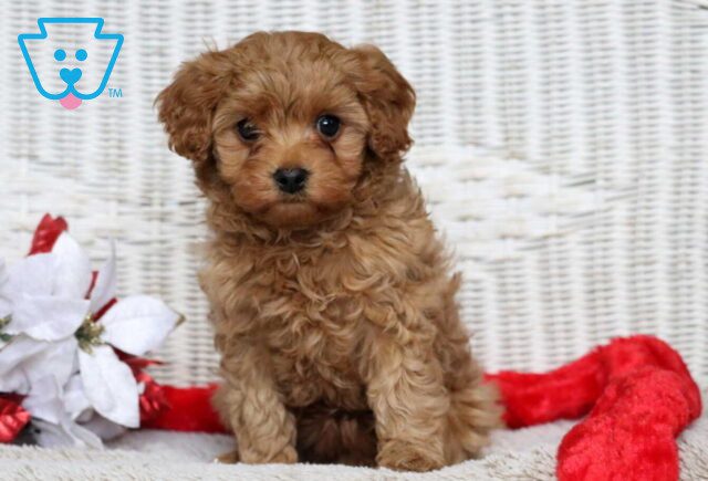 Zara Cavapoo image