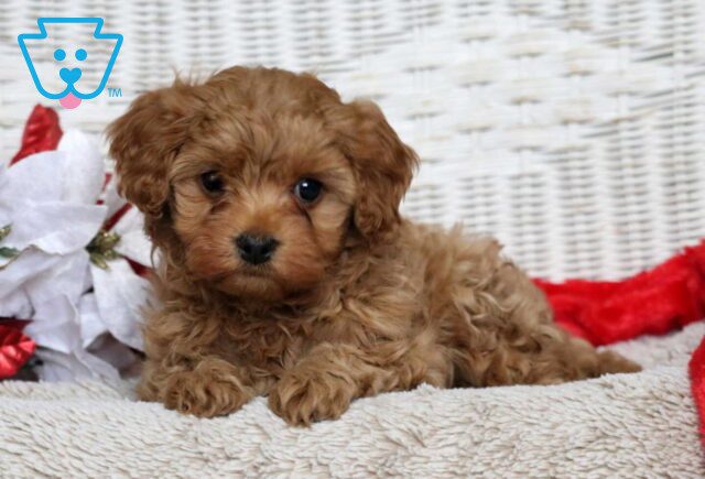 Zara Cavapoo2 image
