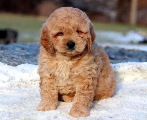 Zipper Mini Goldendoodle
