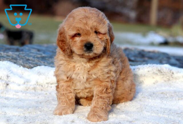 Zipper Mini Goldendoodle image