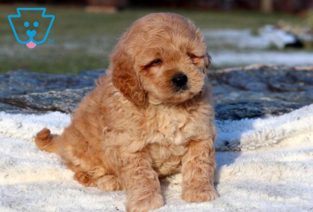 Zipper Mini Goldendoodle2 image