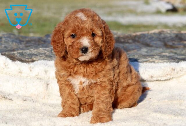 Zoey Mini Goldendoodle image