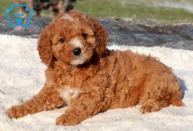 Zoey Mini Goldendoodle2 image