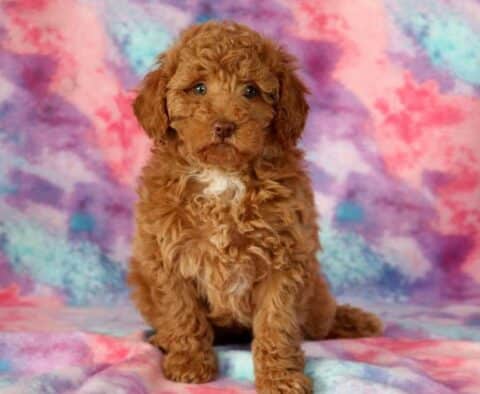 Abby Mini Goldendoodle
