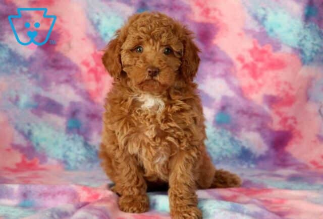 Abby Mini Goldendoodle image