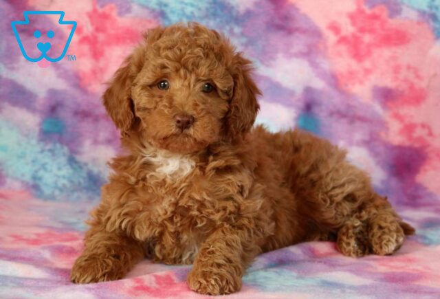 Abby Mini Goldendoodle2 image