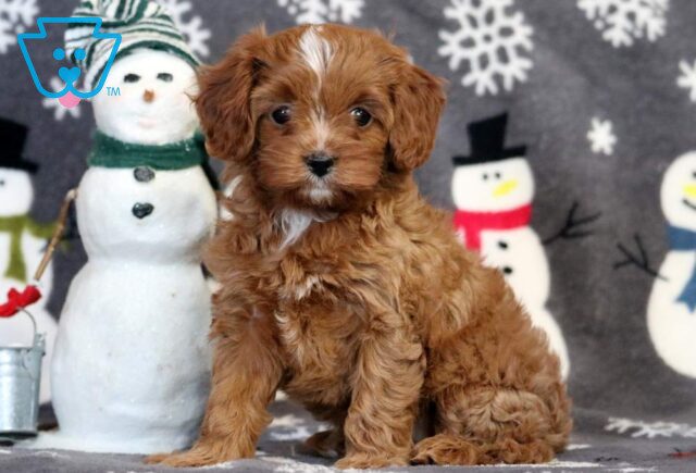Annabell Cavapoo image