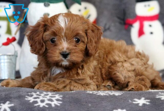 Annabell Cavapoo2 image