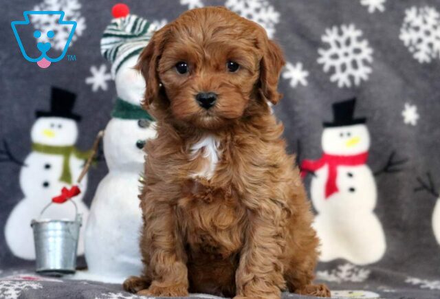 Arthur Cavapoo image