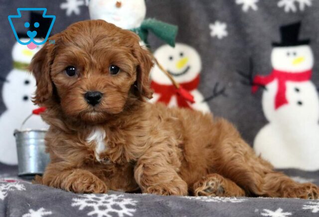 Arthur Cavapoo2 image