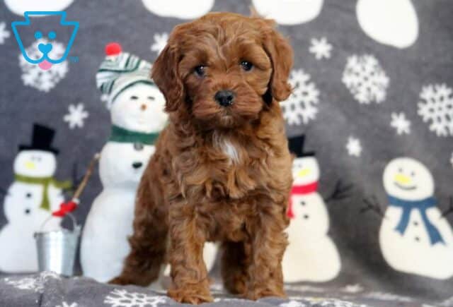 Ashtro Cavapoo image