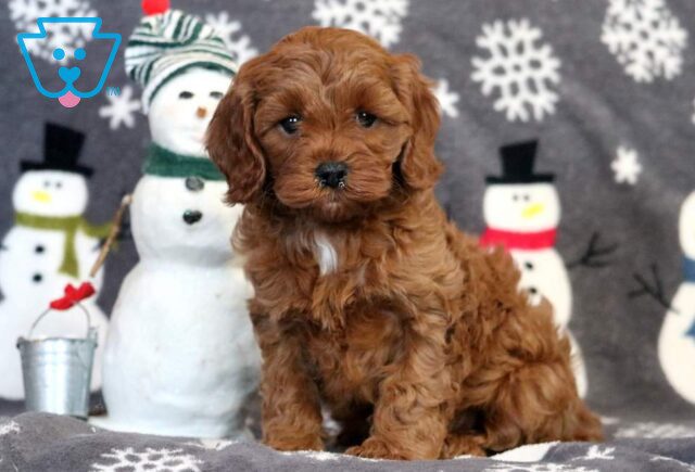 Ashtro Cavapoo2 image