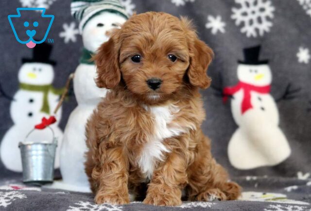 Atti Cavapoo image