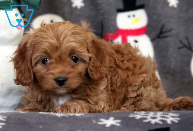 Atti Cavapoo2 image