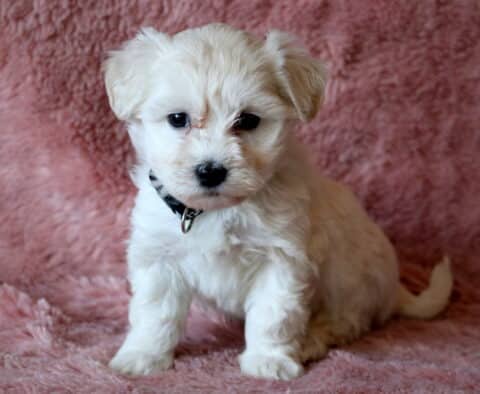 Baby Maltipoo