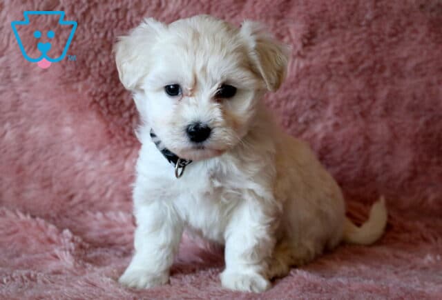 Baby Maltipoo image