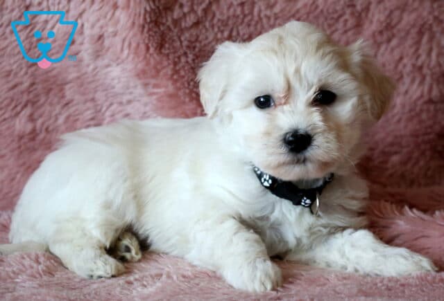 Baby Maltipoo2 image
