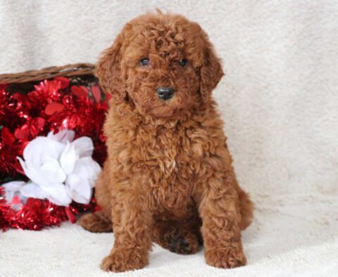 Baby Mini Goldendoodle2